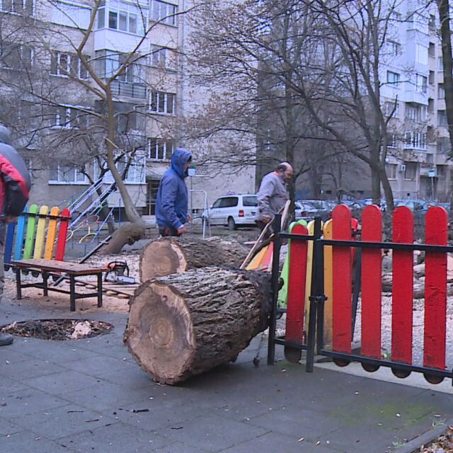 Голямо дърво падна върху детска площадка в София 