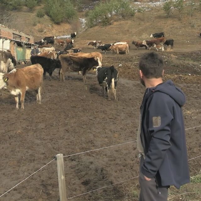 „Няма да се предавам, напук на душманите“: Трети пожар в кравеферма на семейство от Якоруда