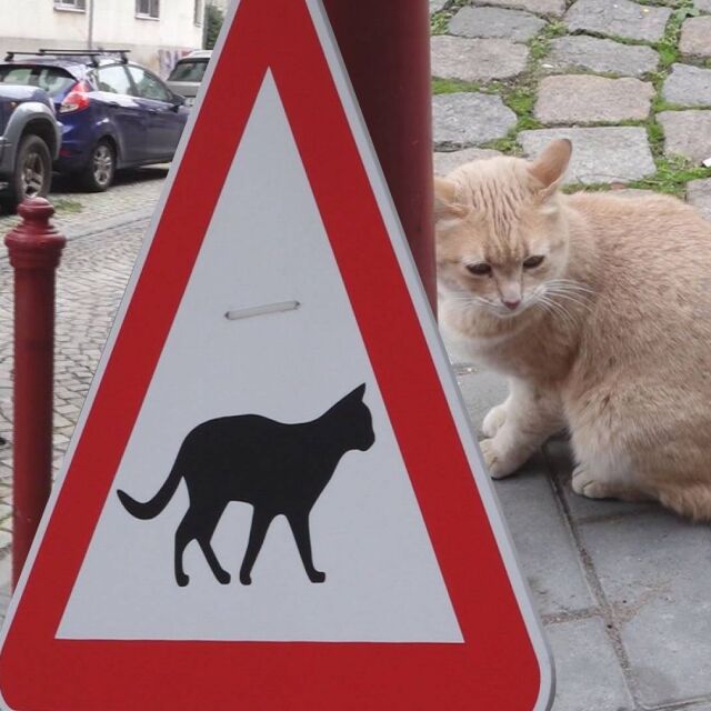 „Внимавай, котки“: Знак в Бургас предупреждава за четириногите в центъра
