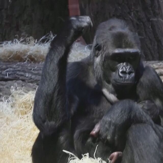 Бебе горила от защитен вид се роди в зоопарка в Прага