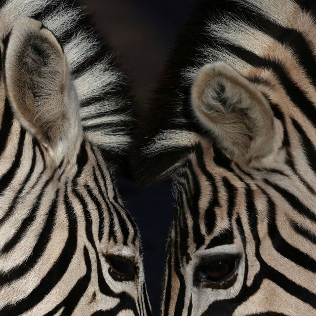 „Инвентаризация“: Преброяват животните в Лондонския зоопарк (ВИДЕО)