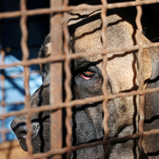 Южна Корея забранява продажбата и клането на кучета за месо