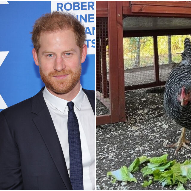 Принц Хари и Меган Маркъл осиновиха кокошка: Ще стане на супа, или ще е кралица? (СНИМКИ + ВИДЕО)