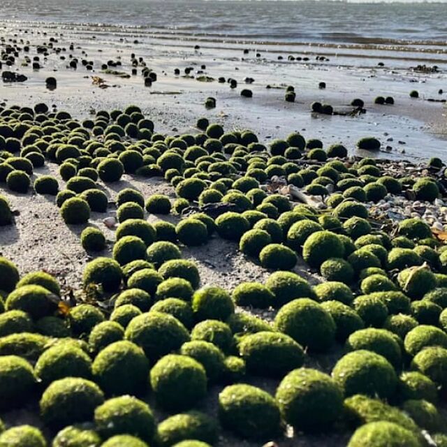 Мистериозни зелени топки се появиха на малък плаж