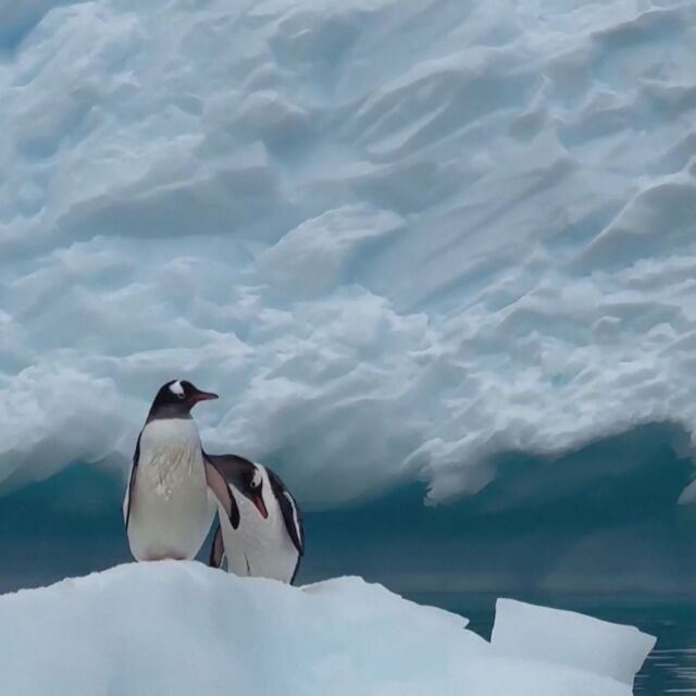 Птичи грип, открит при пингвини, породи страхове за Антарктика
