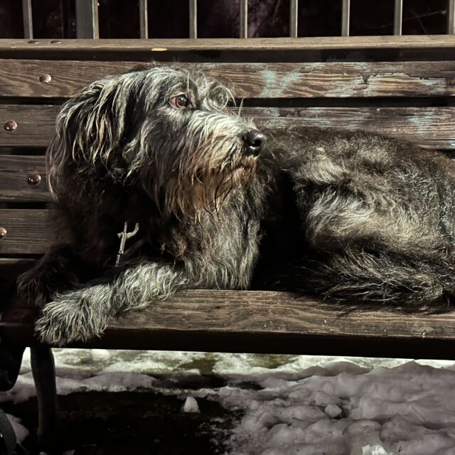  Изоставено и вързано за скамейка: Кучето Шади търси своя нов дом (СНИМКИ) 