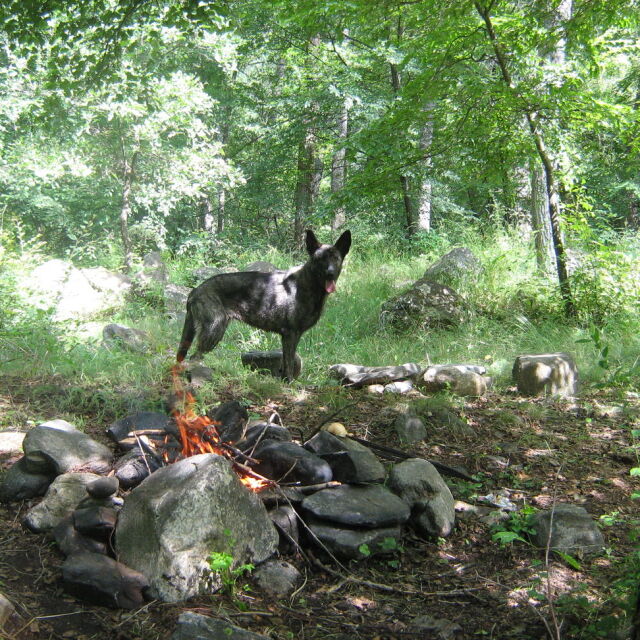 Издирват избягала от зоопарка в Хасково вълчица