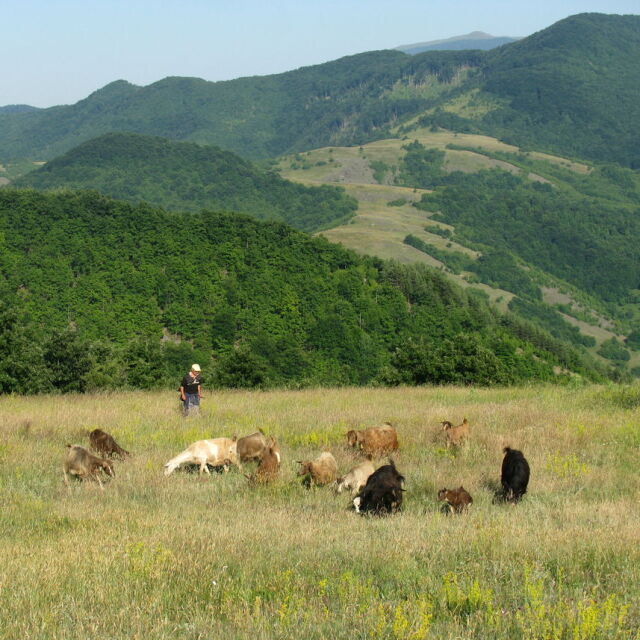 Охранители пребиха жестоко пастир в Новозагорско