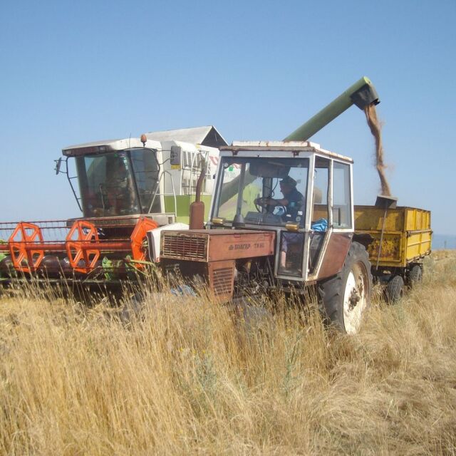 Няма пазар за българската пшеница