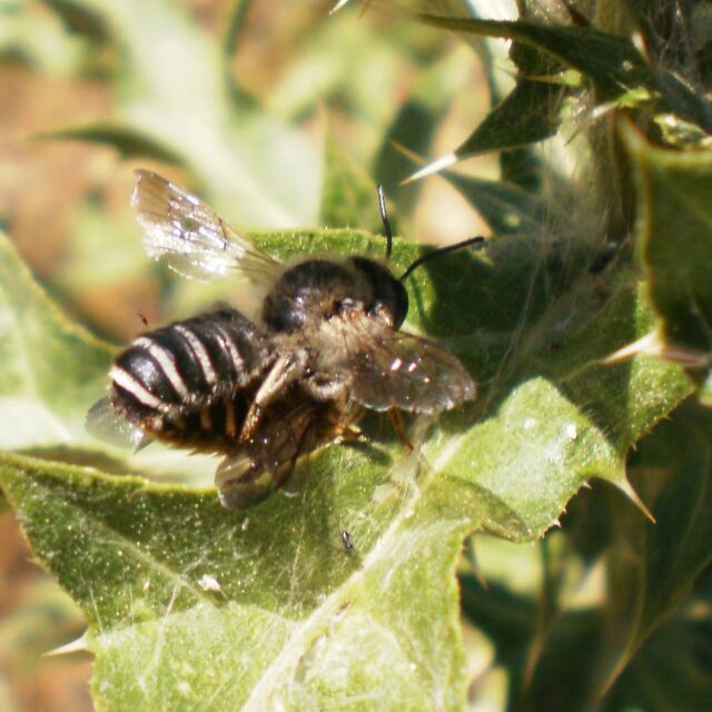 Стотици пчели измират у нас - отровени ли са?
