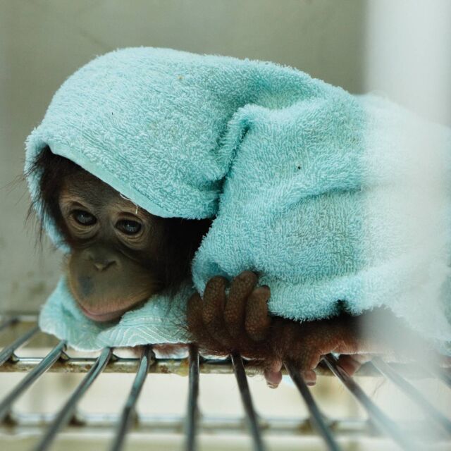 Kalabatu - сладкото бебе орангутан