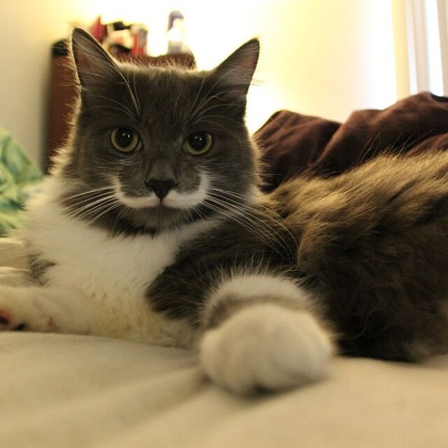 Хамилтън – котката, която прилича на Салвадор Дали