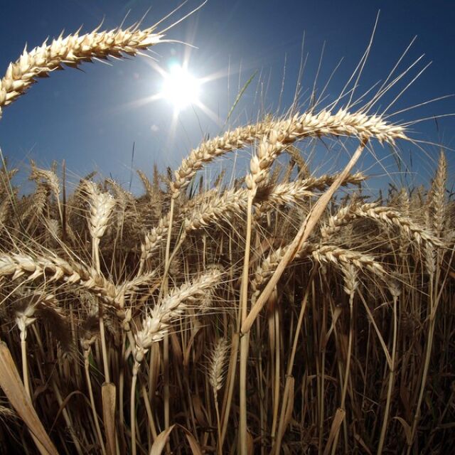 Реколтата от пшеница е по-добра от очакваното
