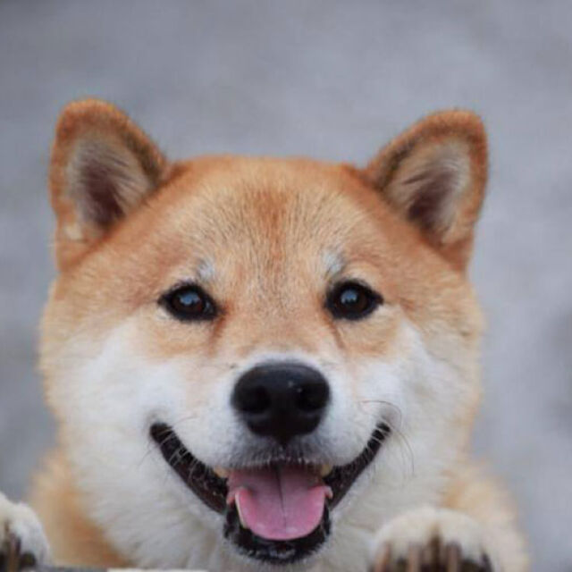 Мару – най-усмихнатото куче