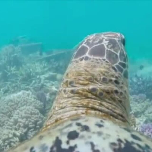 Големият бариерен риф през погледа на една костенурка