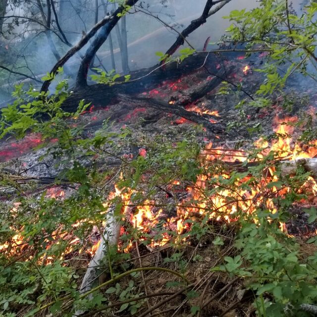 Пожарът в Рила отблизо (СНИМКИ) 