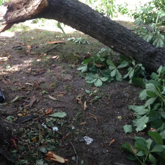 Започва маркирането на опасни дървета в Борисовата градина в София 