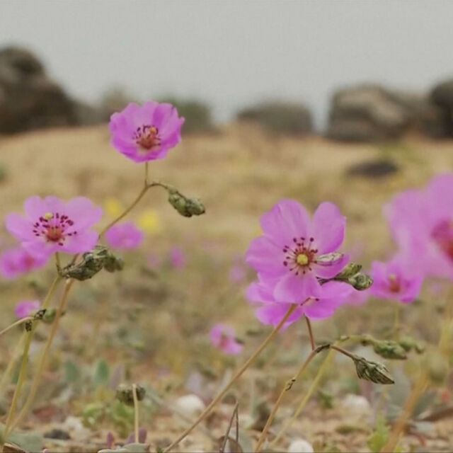 Пустинята Атакама се превърна в море от диви цветя (ВИДЕО)