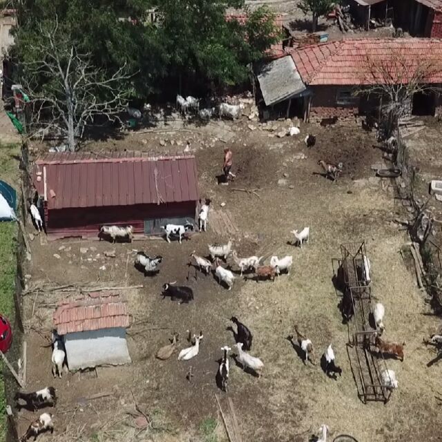 В Шарково продължава дезинфекцията на стопанствата с унищожени животни