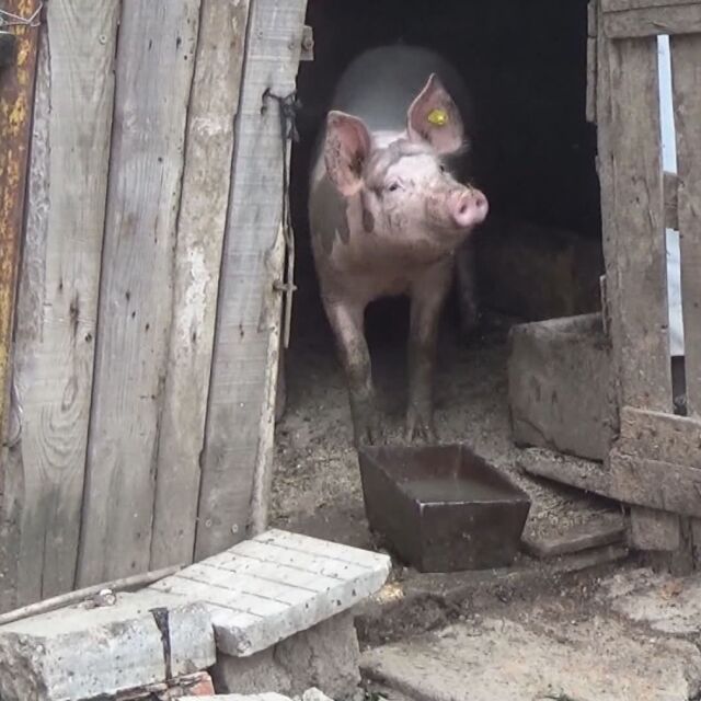 В Силистренско са нащрек заради чумата по свинете