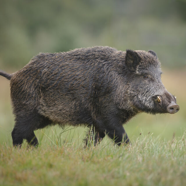 Земеделското министерство забрани груповия лов на дива свиня 