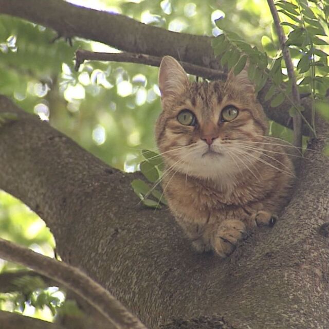 Свалиха от дърво паникьосана котка… с водна струя