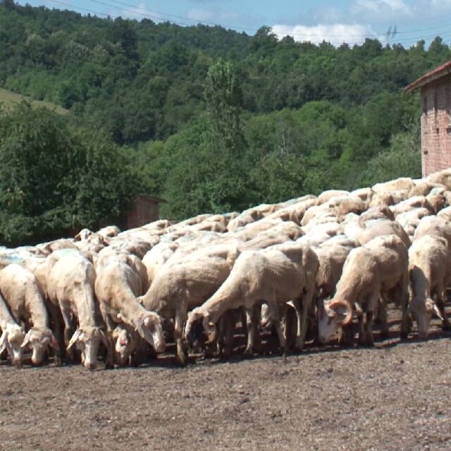 Фермата в Болярово е обявена за нелегитимна