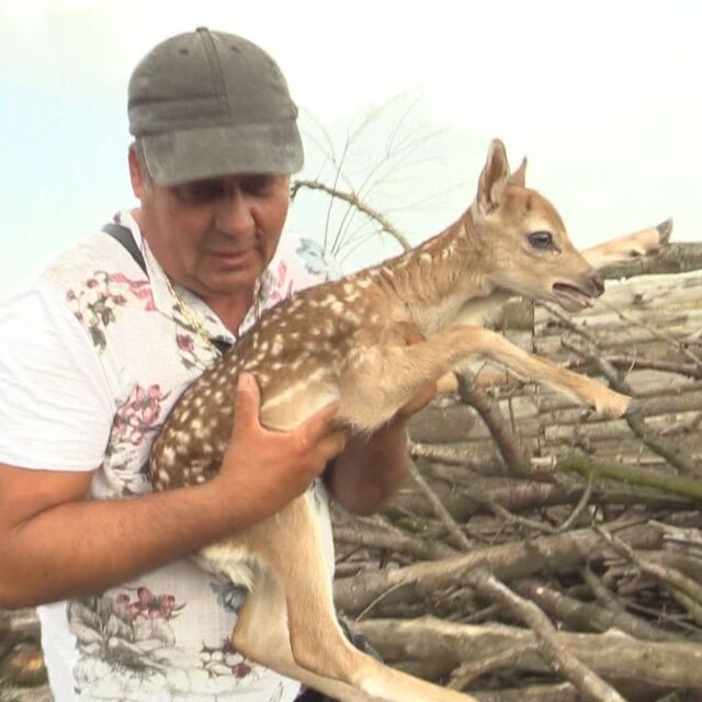  В бургаския зоопарк се роди първото за сезона еленче лопатар