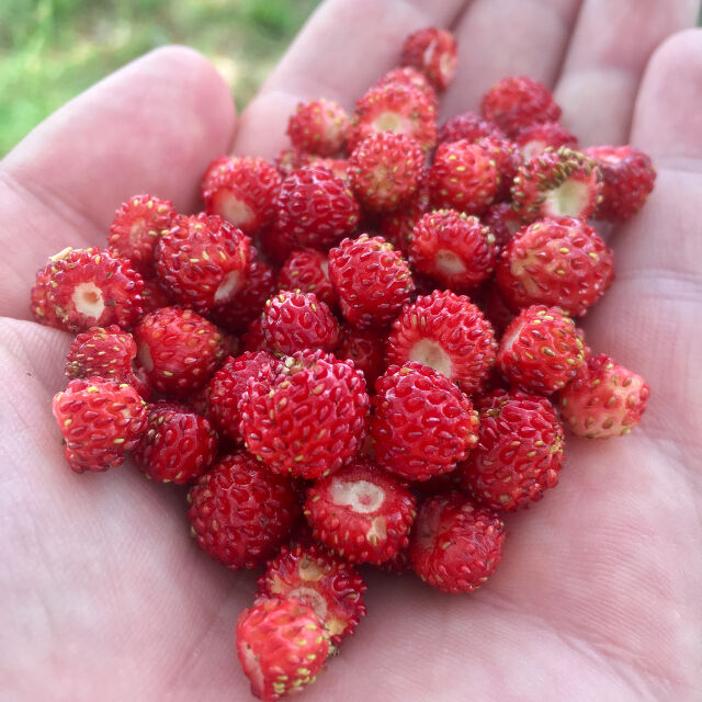 Снимка на деня: Био, еко и безплатни горски ягоди на Витоша