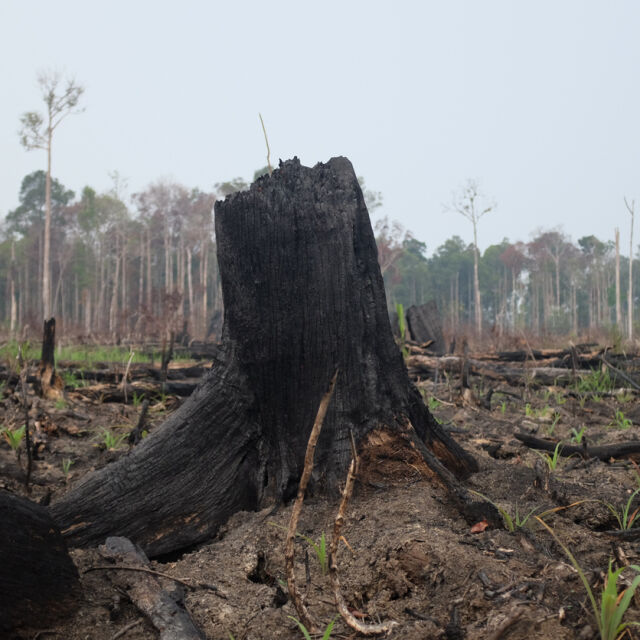 Амазонската джунгла губи средно по 1 хектар на минута 