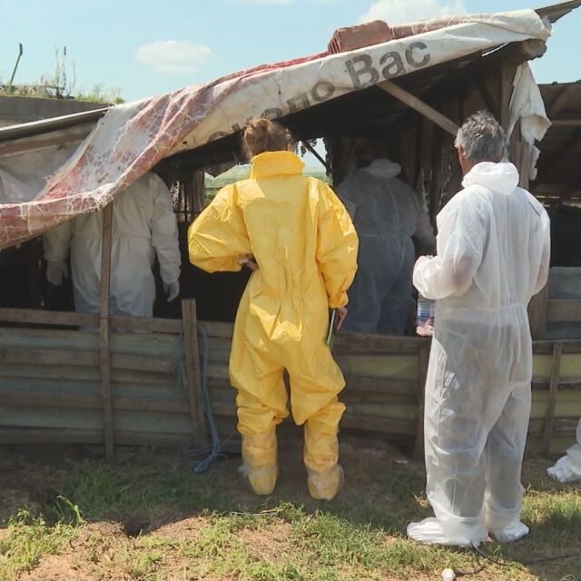 Евтаназираха свине в Никополско заради случаи на африканска чума