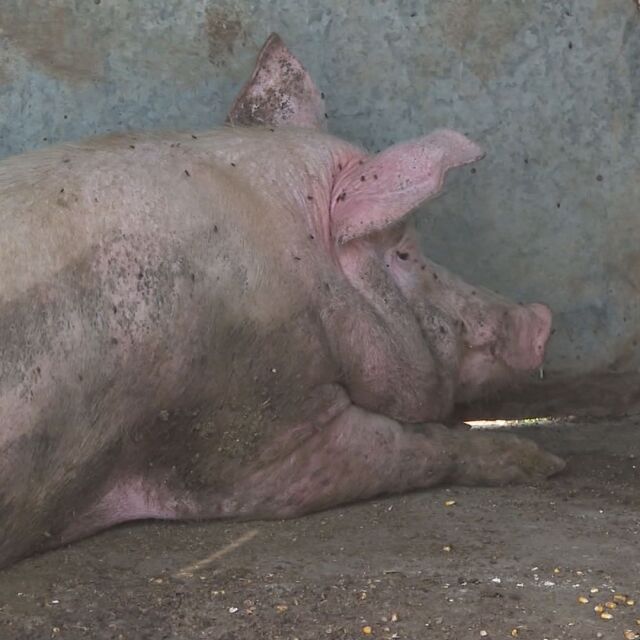 Африканската чума по свинете: Продължава евтаназирането на животни