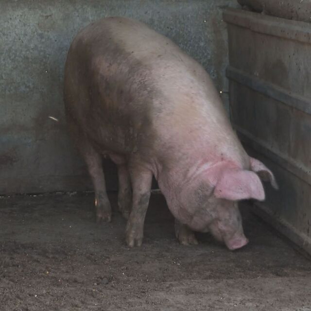 Трета индустриална ферма с 30 000 свине е засегната от чумата у нас