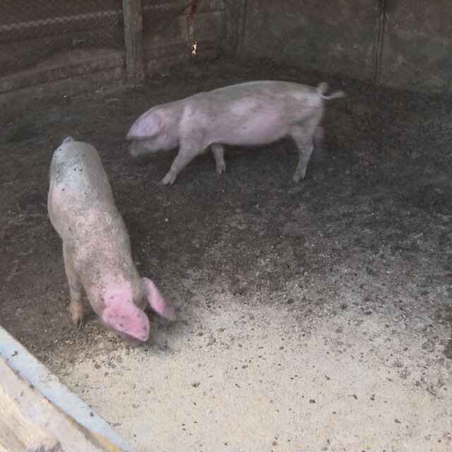 Бедствено положение в област Русе заради африканската чума по свинете