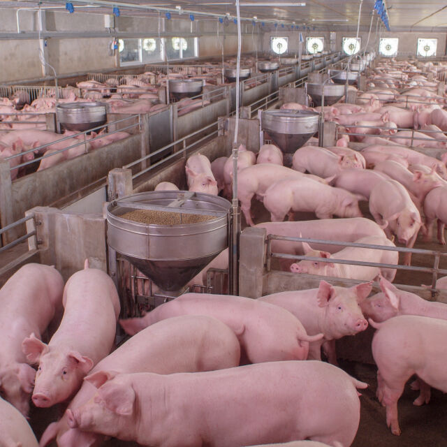Асоциация на свиневъдите: Българският пазар е залят от вносно некачествено свинско месо