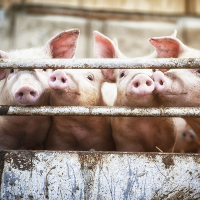 Все още се подготвя умъртвяването на свинете в засегнатия от чума комплекс в Шуменско