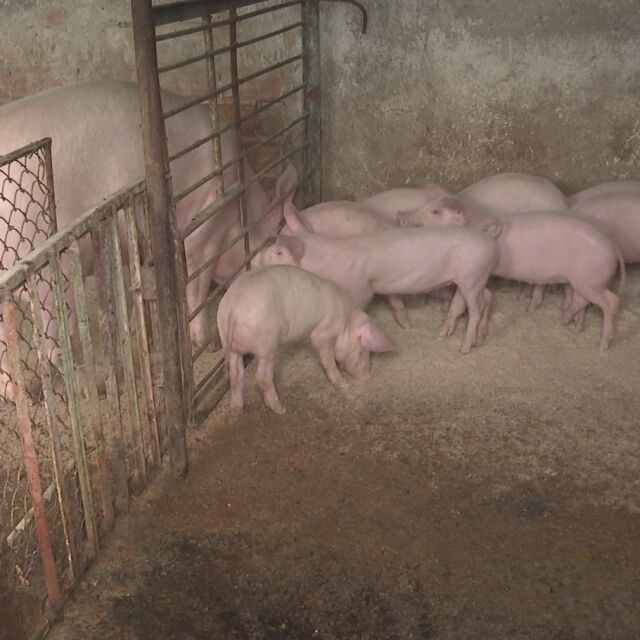 Ново напрежение заради заразата по свинете. Правителството отпусна пари (ОБЗОР)