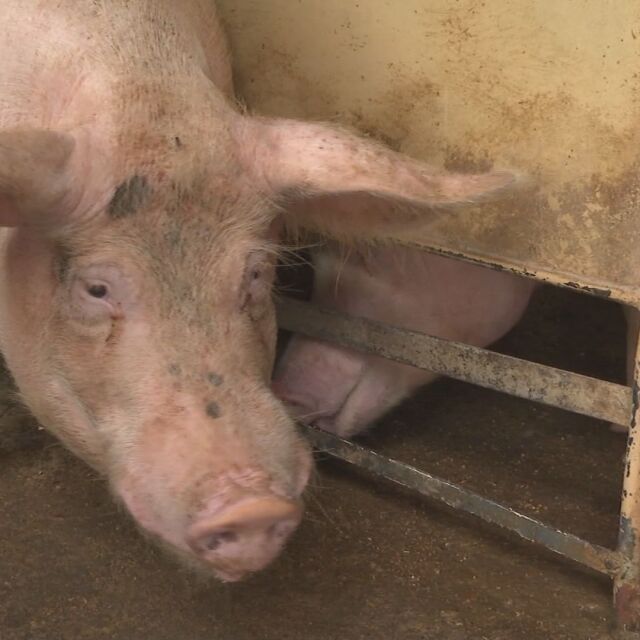 Умъртвяват свинете във Видин около новото огнище на африканска чума