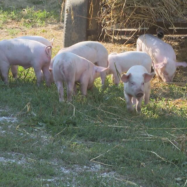 Във Великотърновско вече умъртвяват животни заради чумата по свинете 