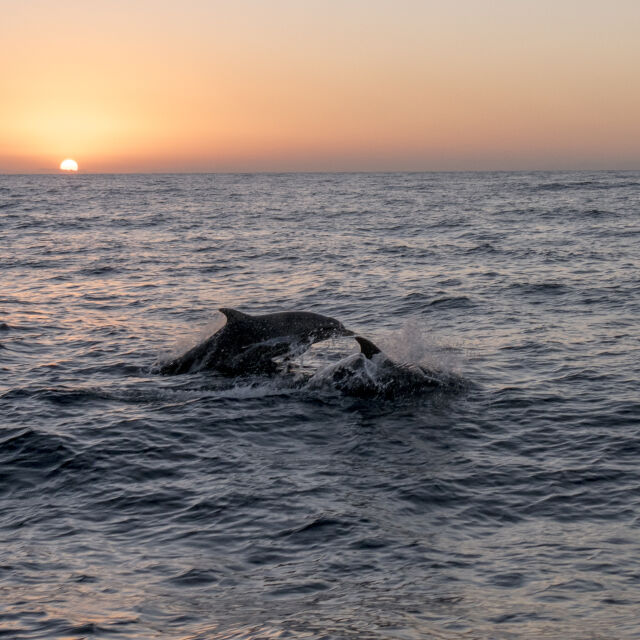 9 факта за делфините, които може би не знаете (ВИДЕО)