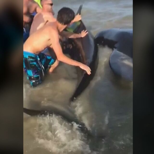 Туристи спасиха 50 кита, заседнали на брега в Джорджия (ВИДЕО)