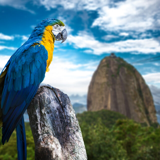 10 забавни факта за папагалите (ВИДЕО)