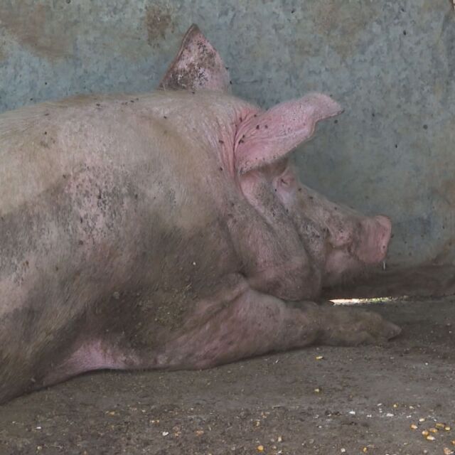 Нов случай на африканска чума по свинете в Шуменско