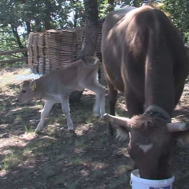 Най-известната крава – Пенка, роди