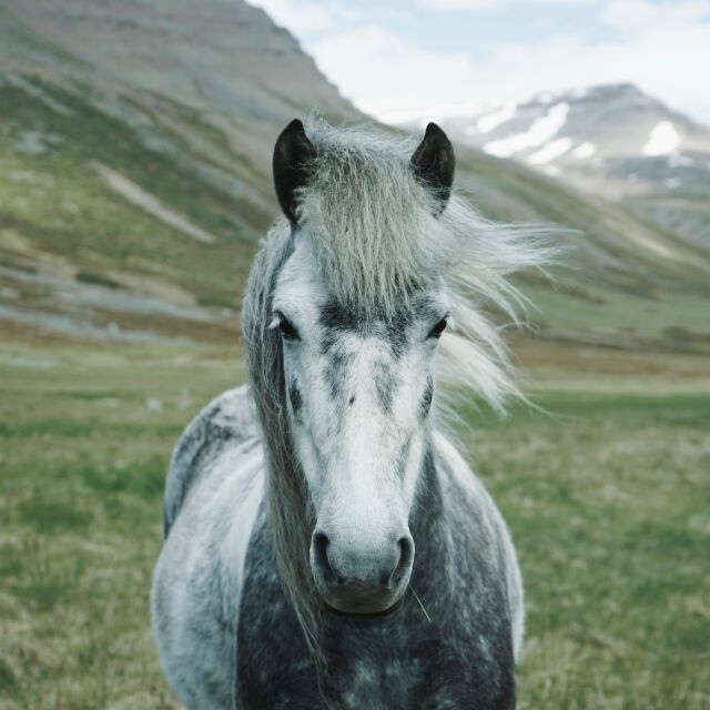14 любопитни факта за конете (ВИДЕО)