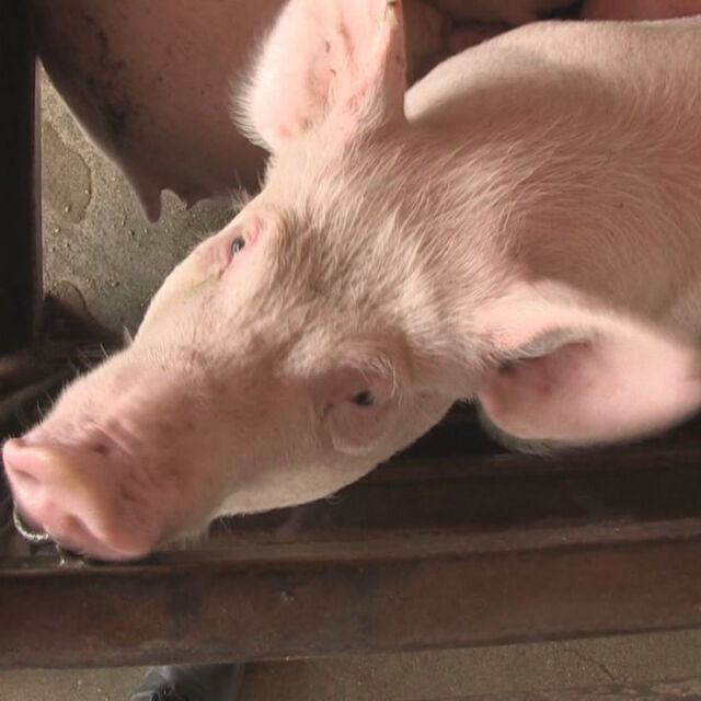 ОДБХ Варна призова за доброволно изколване на прасетата около големите свинекомплекси