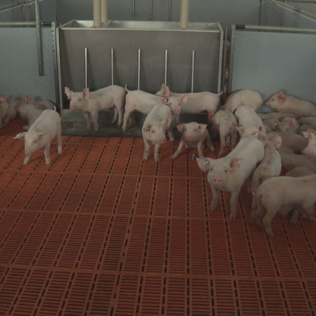 Очертава се кошмарен сценарий за България заради чумата при свинете (ОБЗОР)