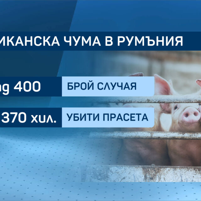 Как се справят в Румъния с чумата по свинете?