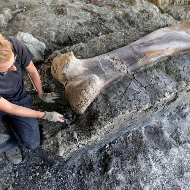 Откриха двуметрова кост на динозавър във Франция