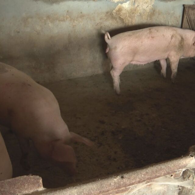 Продължава евтаназията на животни в три свинекомплекса в област Русе